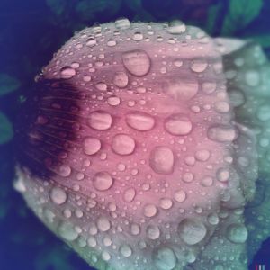 The The Four Points are Thus Beheld Show