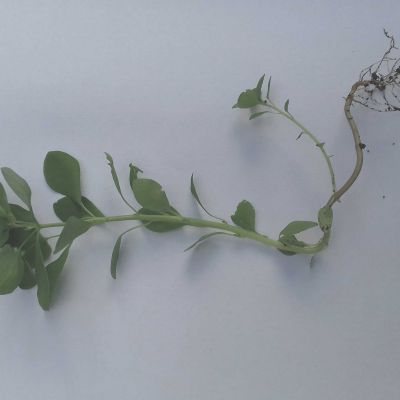 Stellaria Media - Patches of Land