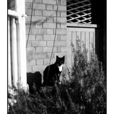 Shows - Distraction Therapy