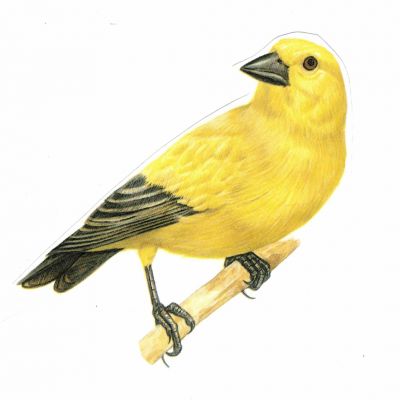 listen—play—experiment - listen