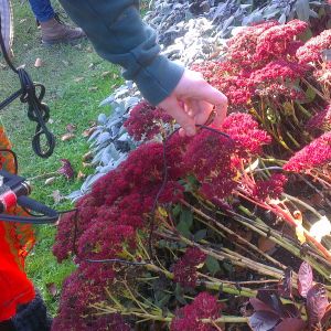 The The Full Totnes Breakfast Show Show